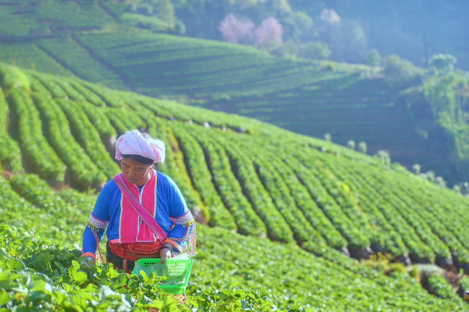 Woman in blue and red jacket carrying green plastic bucket on green tea field